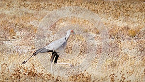 Secretary bird (Sagittarius Serpentarius) hunting in the grasslands, Etosha National Park, Namibia.