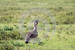 Secretary Bird Sagittarius serpentarius, picture taken at Serengeti National