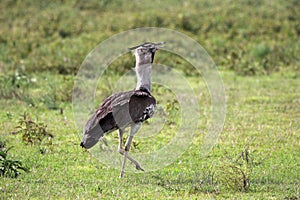 Secretary Bird Sagittarius serpentarius, picture taken at Serengeti National