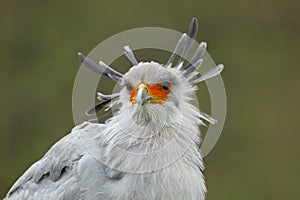 Secretary Bird, Sagittarius serpentarius, portrait of nice grey bird of prey with orange face, Botswana, Africa