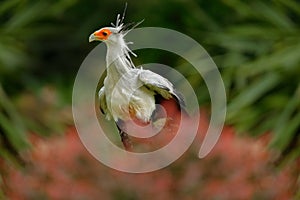 Secretary Bird, Sagittarius serpentarius, Portrait of nice grey bird of prey with orange face, Botswana, Africa. Wildlife scene fr