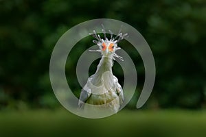 Secretary Bird, Sagittarius serpentarius, Portrait of nice grey bird of prey with orange face, Kenya, Africa. Wildlife scene from