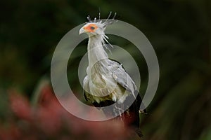 Secretary Bird, Sagittarius serpentarius, Portrait of nice grey bird of prey with orange face, Kenya, Africa. Wildlife scene from