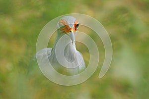 Secretary Bird, Sagittarius serpentarius, portrait of nice grey bird of prey with orange face, Botswana, Africa. Hidden bird of