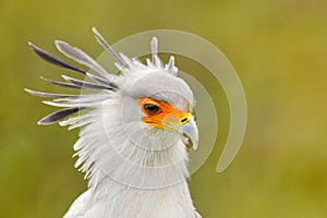 Secretary Bird, Sagittarius serpentarius, Portrait of nice grey bird of prey with orange face, Kenya, Africa. Wildlife scene from