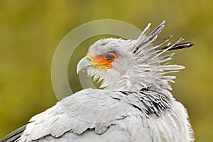 Secretary Bird, Sagittarius serpentarius, Portrait of nice grey bird of prey with orange face, Kenya, Africa. Wildlife scene from