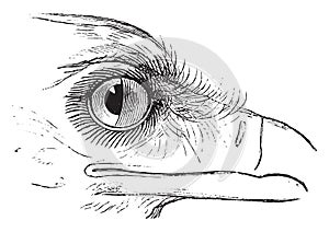 Secretary Bird or Sagittarius serpentarius, showing nictitating membrane in the eye