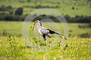 Secretary bird in the savannah of Kenya, Africa