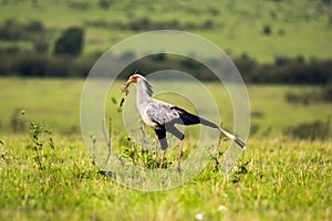Secretary bird in the savannah of Kenya, Africa photo