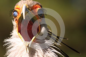 Secretary bird with scary face