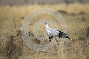 Secretary Bird in search of the prey in dry grassland at Masai Mara, Kenya,