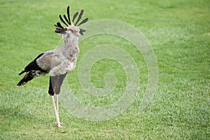 Secretary bird