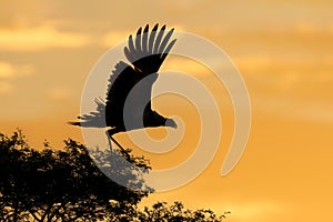 Secretary bird silhouetted against an orange sky