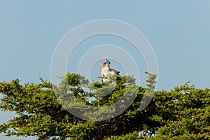 A secretary bird sitting in a tree