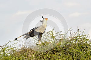 Secretary bird in top of an Acacia