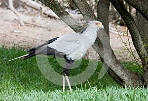 Secretary bird walking through the grass