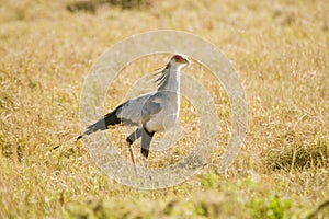 Secretary Bird walking in grassland