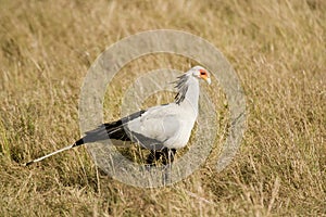 Secretary Bird walking the grasslands of the Maasai Mara