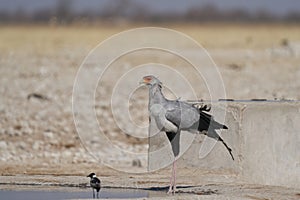 Secretary Bird at a waterhole in Etosha National Park