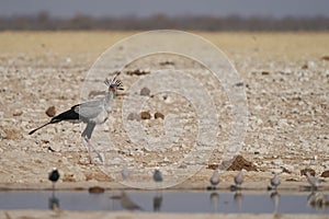 Secretary Bird at a waterhole in Etosha National Park