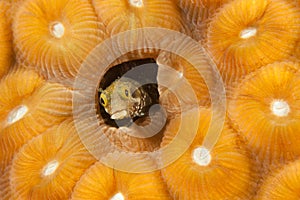 Secretary Blenny - Bonaire, Netherlands Antilles