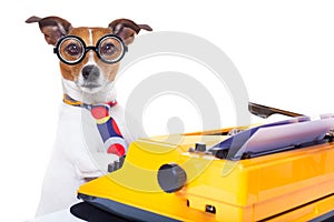 Secretary typewriter dog