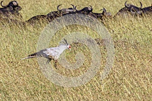 Secretarybird with african buffalo in the background