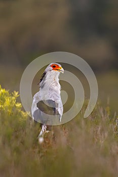 Secretarybird with natural background