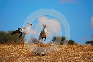 Secretarybird (Sagittarius serpentarius)