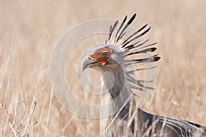 Secretarybird (Sagittarius serpentarius)