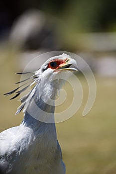 secretarybird squaking