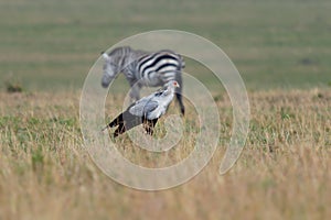 Secretarybird or Secretary Bird - Sagittarius serpentarius large, bird of prey and zebra, endemic to Africa, grasslands and