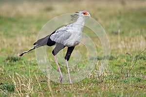 Secretarybird or Secretary Bird - Sagittarius serpentarius large, mostly terrestrial bird of prey, endemic to Africa, grasslands