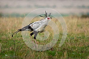 Secretarybird or Secretary Bird - Sagittarius serpentarius large, mostly terrestrial bird of prey, endemic to Africa, grasslands