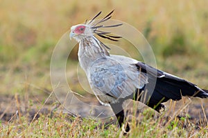 Secretarybird or Secretary Bird - Sagittarius serpentarius large, mostly terrestrial bird of prey, endemic to Africa, grasslands