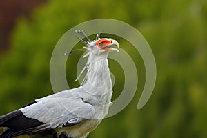 Secretarybird or secretary bird Sagittarius serpentarius , portrait. Portait of the secretary bird with green background