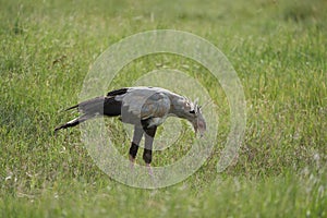 Secretarybird or secretary bird Sagittarius serpentarius Protrait Savannah