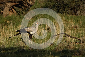 Secretarybird with the snake in the beak. Hunting secretarybird photo