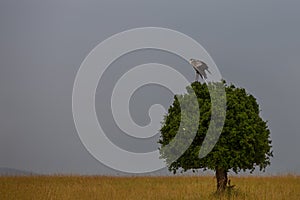 Secretarybird on a tree photo