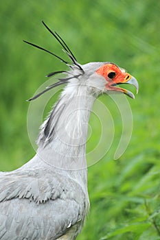 Secretarybird