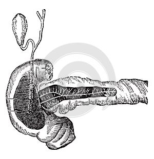 Secretion of bile and pancreatic juice, vintage engraving