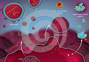 Secretion of miRNA by a cell