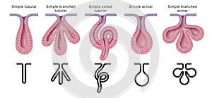 Simple tubular glands have cells arranged in `test tube` shaped secreting units. photo