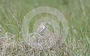 A Secretive Baird`s Sparrow Perched on n Exposed Clump of Grass in a Grassland Meadow