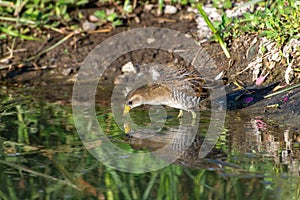 The secretive sora  bird Porzana carolina is a small waterbird of the family Rallidae bird escaping from the marsh reeds and