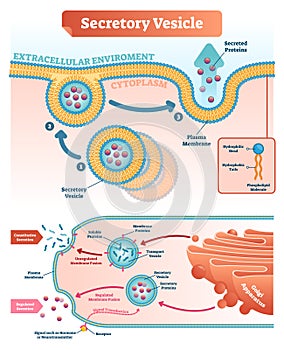 Secretory vesicle vector illustration. Labeled closeup infographic scheme.