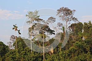 A section of the Amazon rainforest with a variety of trees in Madre de Dios, Peru