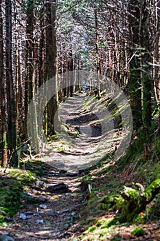 Appalachian Trail, Smoky Mountains, Hiking Path Through Lush Green Forest