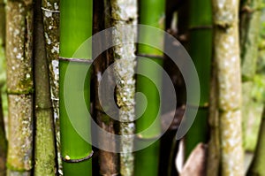 Section of bamboo trees grouped together background