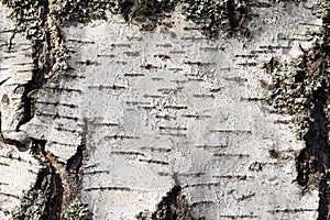A section of birch tree trunk with empty space and cracks.